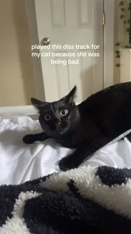 #cat #cats 