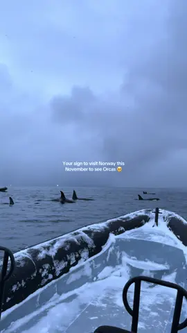 The best day 🐳 #Orca #orcawhale #killerwhales #norway #fjord 