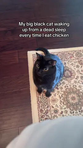 He loves his chicken #cat #cats #catlover #blackcat #fyp 