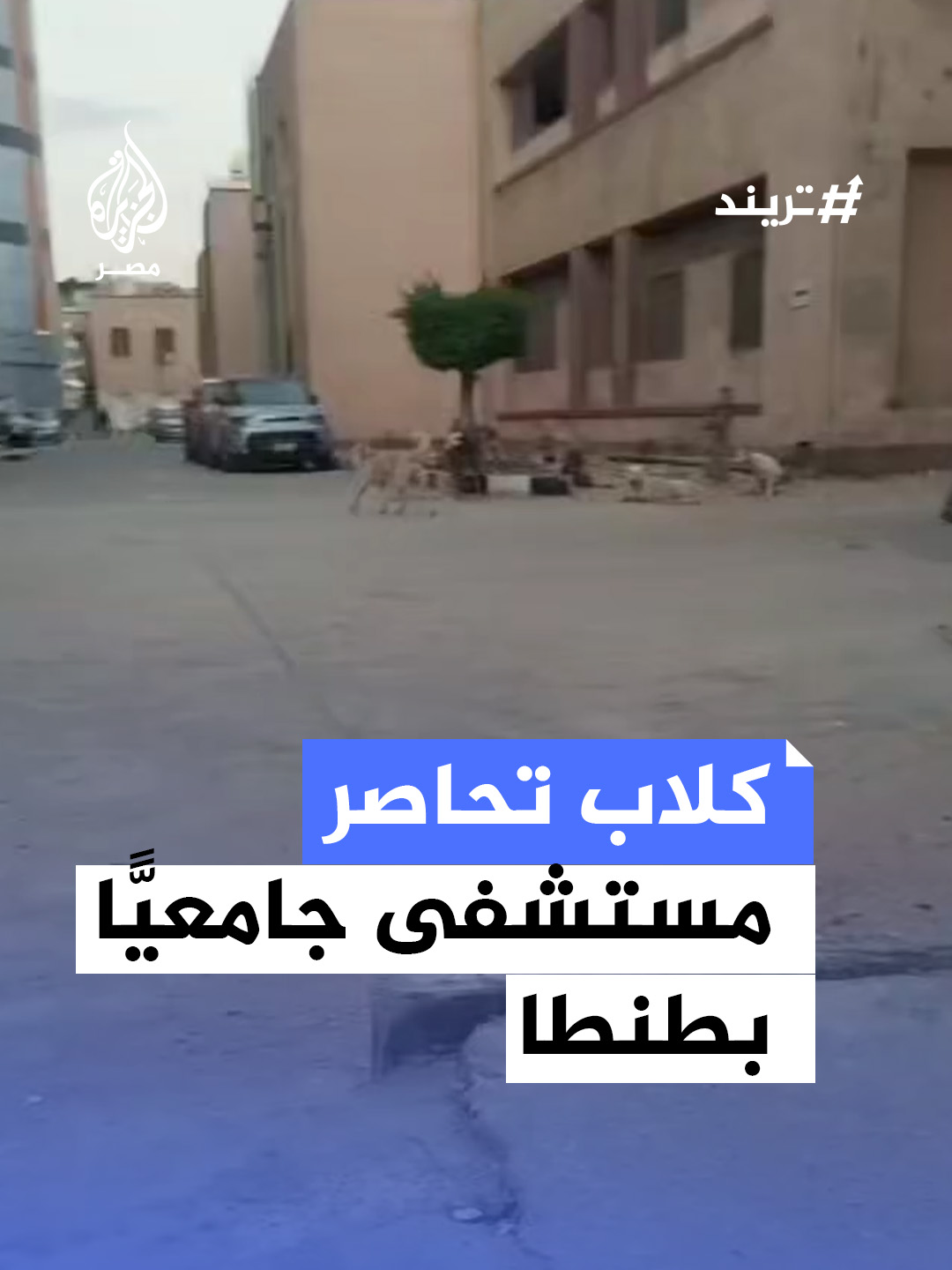 كلاب ضالة تحاصر مستشفى جامعيًا في #طنطا وسط استغاثات الأهالي وذوي المرضى والإدارة تغلق الأبواب وتوقف حركة #الإسعاف والدخول لحين صرف الكلاب #مصر