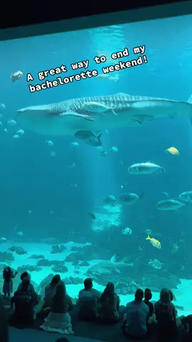 A great way to end my bachelorette weekend! 26 more days to go! #georgiaaquarium #fyp #covingtongeorgia #thevampirediaries #2025bride 