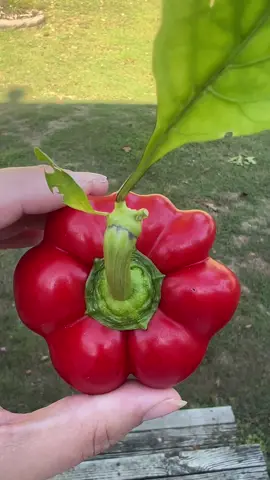 She’s gorgeous… but smol #garden #gardening #hungy 