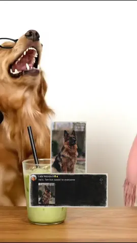 Minnie going crazy again😭 you guys seem to love our smash or pass videos !!! We’re happy to keep doing them but of course let us know any more video ideas you’d like to see🥰🩷 #dogtok #dogpodcast #dogsoftiktok #doghumor #barkafterdark 