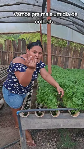 que maravilha #meudiaadia #coentro #plantacão #horta 