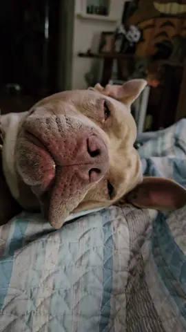 #fyp #doglife #dogmom #lulu #bullybreed 
