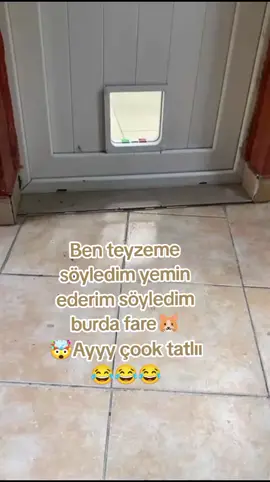 geceniz bu fariş kadar tatlı geçsin 😂🫵🏻