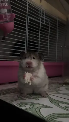 #hamsters #hamsterbienhoa #xuhuong 