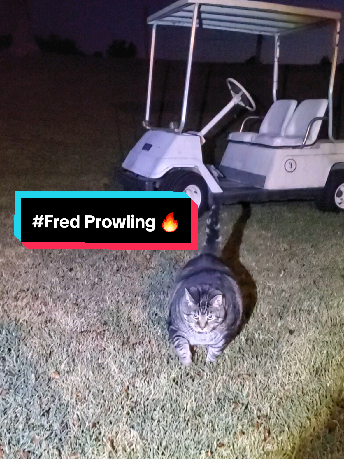 The North American house cat can be a fierce hunter of Scooby snacks FRED #catsoftiktok #fypシ゚viral #chonkycat #fy 