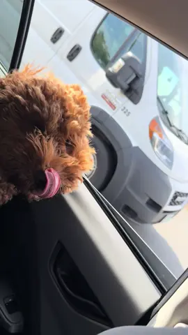 When the groomer cancels his appointment 😩😂 #dogsoftiktok #fyp 