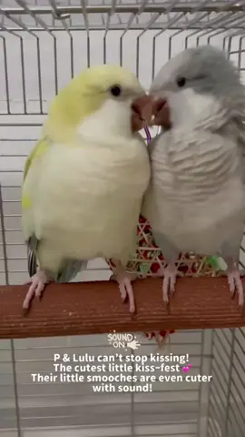 #parrot #viral #fyp #foryou #fypシ 