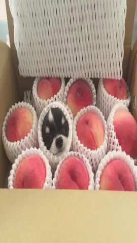 #chihuahua #chihuahuas #dog #dogs