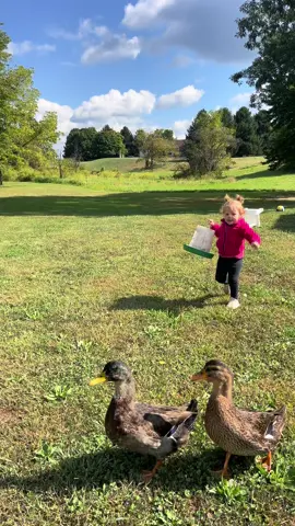Just a girl and her ducks 🦆 💁🏼‍♀️ #ducks #sahmlife #fyp 