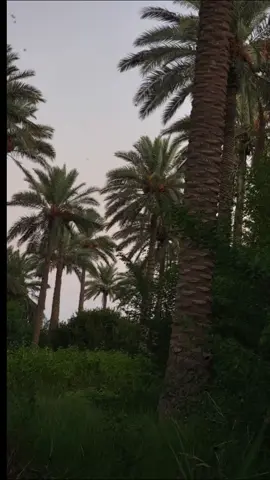 #CapCut #سمير_صبيح❤️ #🖤🖤❤️❤️🖤🖤 #ر_صبيح💔 #سمير_صبيح❤️ 