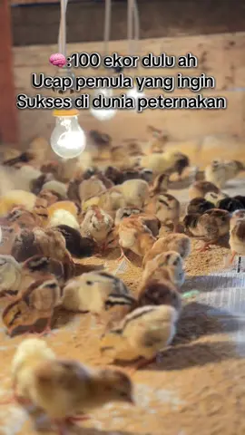 Mohon arahan nya para suhu🙏🏻#peternakpemula #peternakmagang #ayam #kub#fyppppppppppppppppppppppp 
