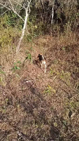 #beagle 