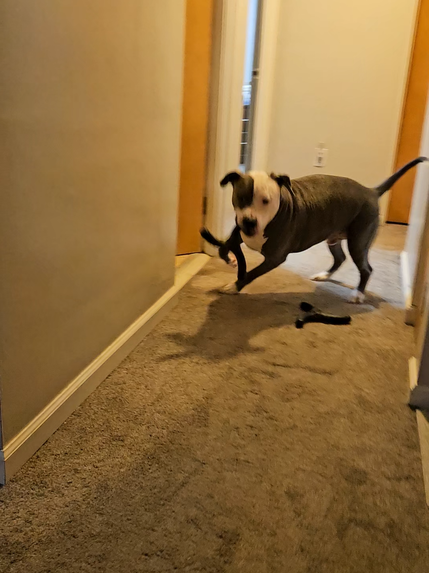 I love his little happy walk after he fetches his toy 🧡🫶🏻 #pittiesoftiktok #dogtok #dogsoftiktok #pitties #souldog 