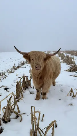 it’s a proud addiction 😉 #animallover #funnyvideos #cutenessoverload #cowsoftiktok #adorable 