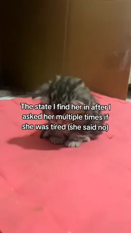 #ilovemygf #ilovemybf #cat #catsofttiktok #couplecomedy 