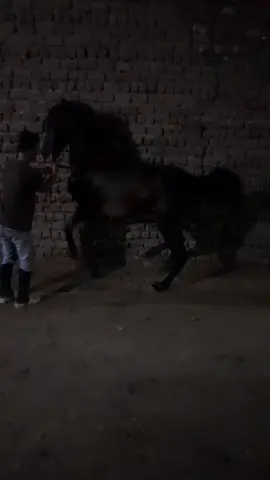 مدرعة الشياكه 💪 والي جاي احلي 🫡 كبريت مصر 🇪🇬@مربط المشير للخيول العربيه✨ 