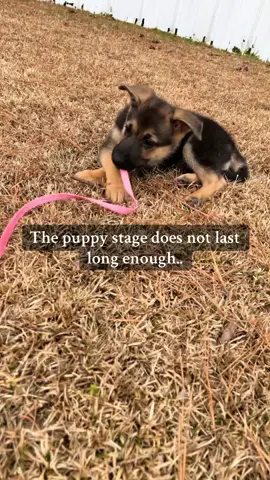 I miss my baby being a baby 😭 @Mr.Jay #germanshepherdsoftiktok #germanshepherd #5moreminutes #fyp 