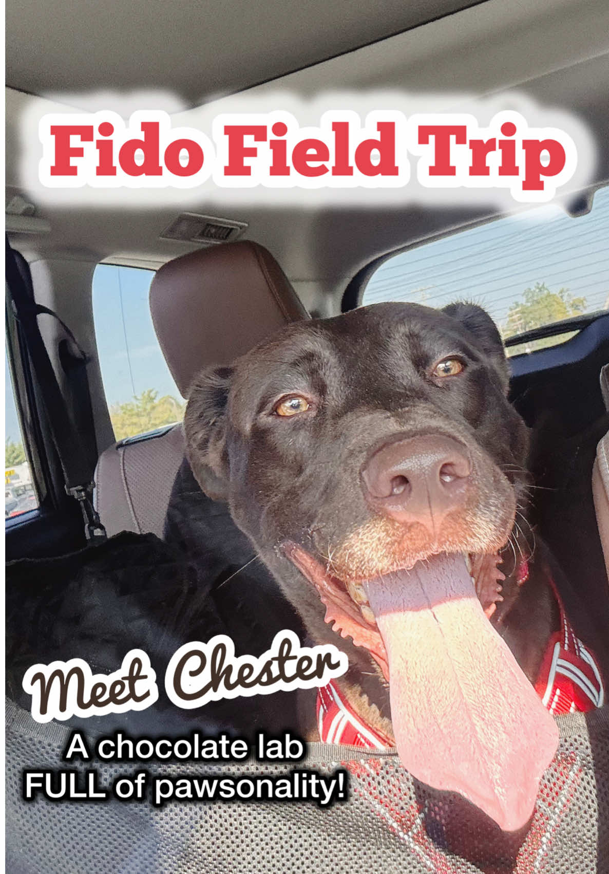🐾 Meet Chester! 🐾 This sweet 1-year-old chocolate Labrador retriever pup is waiting at 𝘚𝘮𝘢𝘭𝘭 𝘔𝘪𝘳𝘢𝘤𝘭𝘦𝘴 𝘈𝘯𝘪𝘮𝘢𝘭 𝘙𝘦𝘴𝘤𝘶𝘦 in Ellicott City for his FURever home!
‌ If you’re interested in adopting, you’ll need to apply in person during adoption hours (details at 𝘴𝘮𝘢𝘭𝘭𝘮𝘪𝘳𝘢𝘤𝘭𝘦𝘴𝘳𝘦𝘴𝘤𝘶𝘦.𝘰𝘳𝘨). 💛
‌ Not ready to adopt? You can still make a difference through Fido Field Trips! Take a shelter dog out for a walk, park adventure, or cozy couch snuggle—it’s a break from the shelter and a chance for them to shine outside the kennel. 🐕✨
‌ 📍 10236 Baltimore National Pike, Ellicott City, MD 👉 Volunteer info: 𝘴𝘮𝘢𝘭𝘭𝘮𝘪𝘳𝘢𝘤𝘭𝘦𝘴𝘳𝘦𝘴𝘤𝘶𝘦.𝘰𝘳𝘨/𝘷𝘰𝘭𝘶𝘯𝘵𝘦𝘦𝘳.𝘴𝘩𝘵𝘮𝘭
‌ #EllicottCity #adoptabledog  #RescueDog #FidoFieldTrip #AdoptableLab HowardCountyMD 