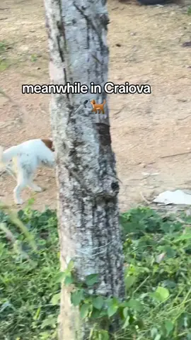 #caine #craiova #romaniatiktok #viraltiktok2025 #intop 