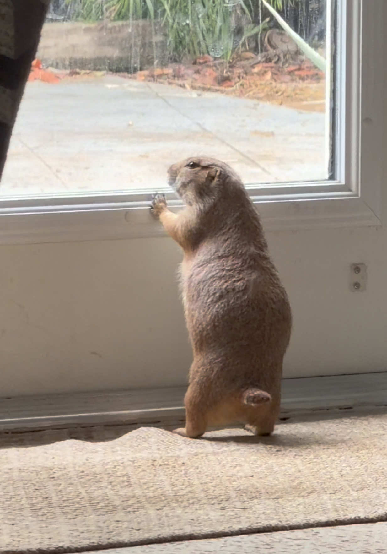 Poppy’s checking on Mert 🐢 to make sure he’s doing okay ❤️ Then onto more pressing matters like destroying boxes and preening Dad 🥰 • • • #prairiedog #poppytheprairiedog #funny #positivevibes #fyp 