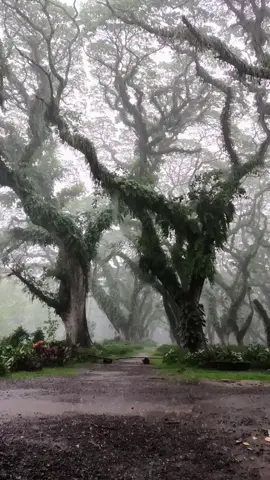 #banyuwangi #djawatan #jatim #bwi24jam #fyppppppppppppppppppppppp 