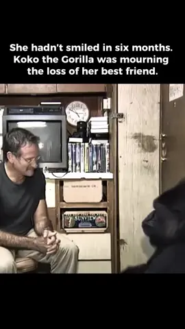 Robin Williams making Coco the Gorilla laugh again after loss. I’m not crying, you’re crying.