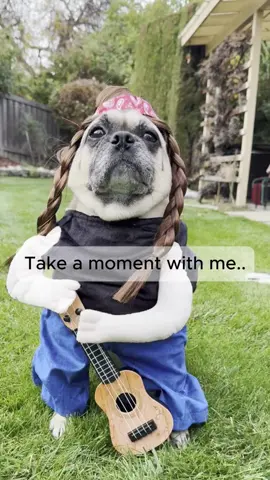 This lil’ pug just went from snoozin’ to cruisin’ 🎶🐶 Willie Nelson never looked this fluffy 📹: runithewhirlingpuggle #halloweencostumes #petcostumes #dogcostumes #willienelsoncostume