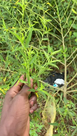 #plante 