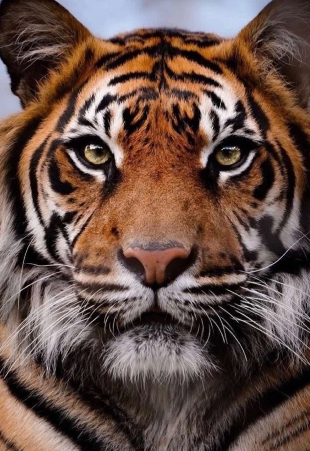 Tried something new #xyzcba #makeuptrends2025 #makeuptutorial.                            #blowthisupforme 