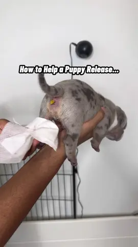 Giving mama a hand by stimulating the pups.. #all4wealthkennels #whelping #puppies #dogbreeder 