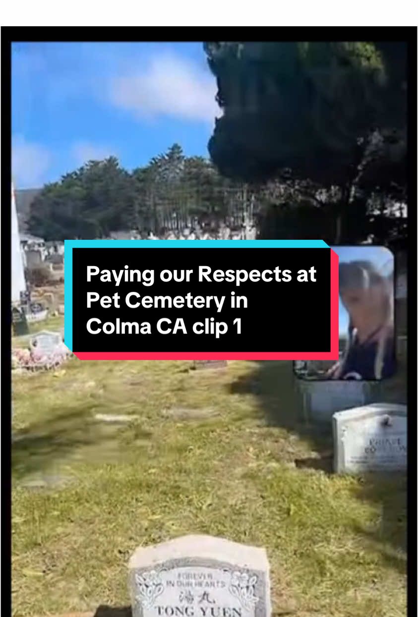 Pet Cemetery #tiktoklive #livehighlights #petcemetary 