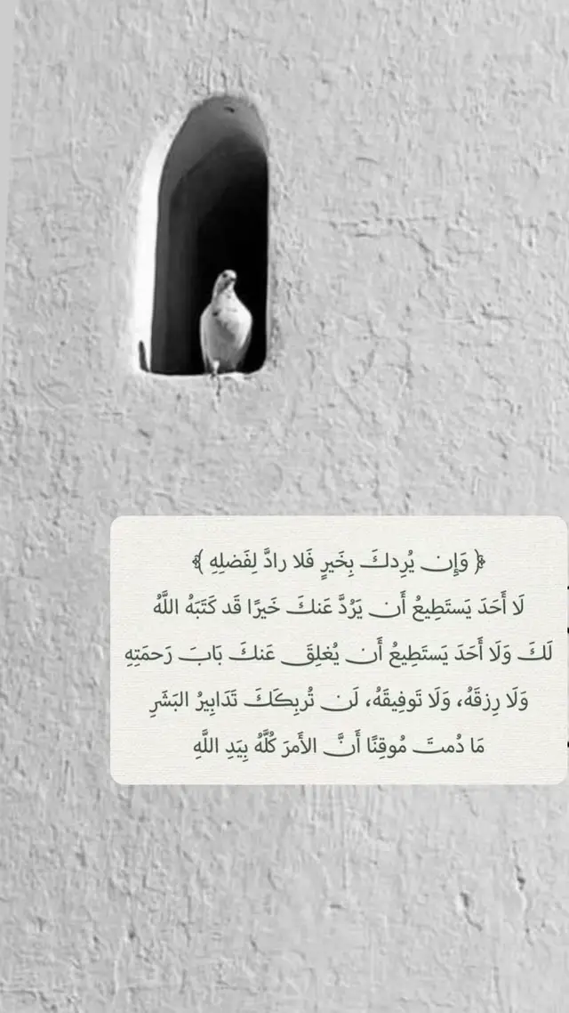 #القرآن_الكريم #اكسبلور #explor #تصميم #حمامة 