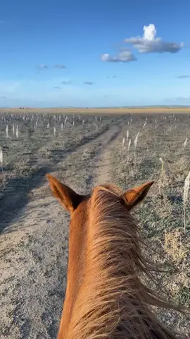 #annaba #eltarf#adeventure #horse #camping 