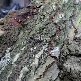 #tiktok #viralvideo #foryou #foryoupage 