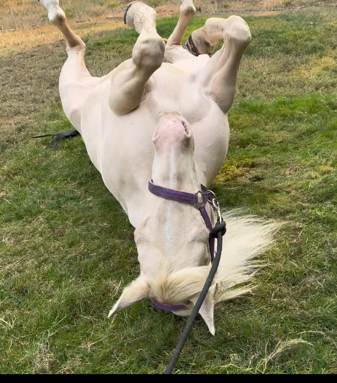 Because why not be green if you’re a white horse? White is so boring 😑 😂 #funny #treadsoftlyhorsetraining #aqha #cremello