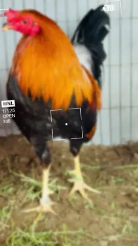 #gallos #jalisco #california #tiktok #viral 