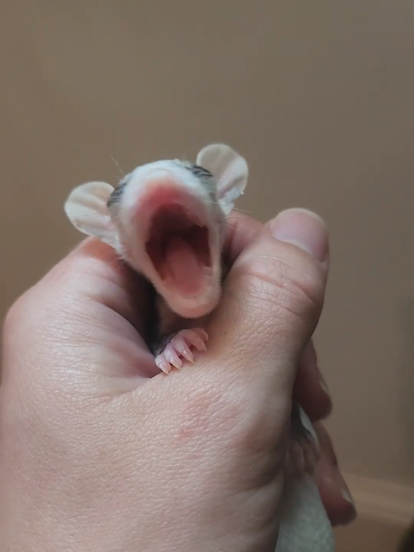 Mouse JUST made weight to be considered releasable, 3 months after all of his siblings. He is too friendly to go into the wild at this point so he is now a permanent resident 🥰