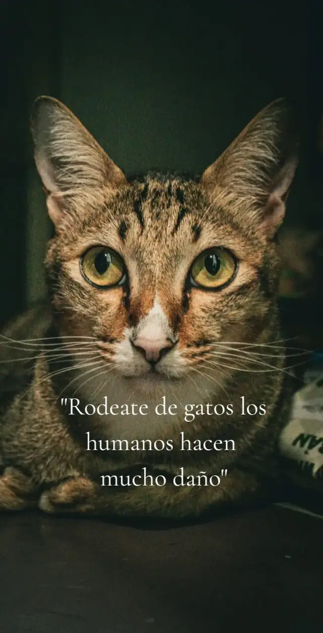 #gatos #cat #gato #michi 