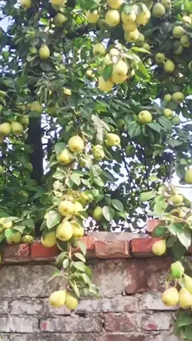 piye iki#kebun #buah #fyppppppppppppppppppppppp 