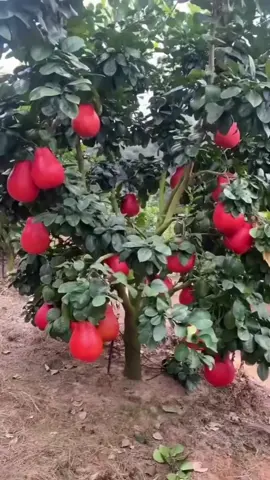 jeruk red pamelo#bibitredpamelo #jeruk #fyppppppppppppppppppppppp 