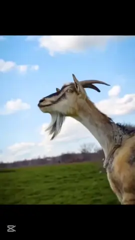 #CapCut #floresamarillas #chelsea #hoco #messi 