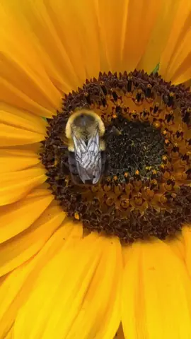 #sunflower #bee 
