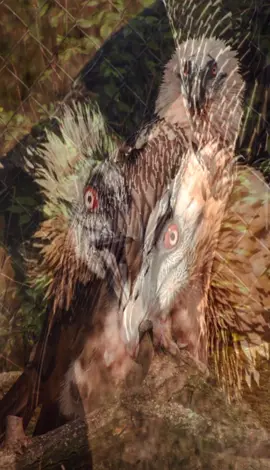 hi bearded vultures love em#vulture #fypage #xybca #birds #edit 