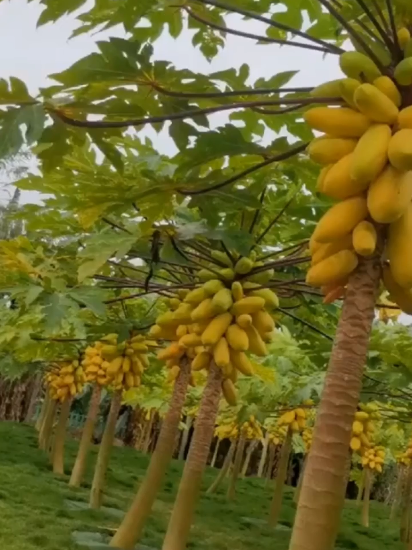 Papaya leaf: the cure for migraines 🤯 Suffering from migraines, headaches, or vertigo? 😫 Discover how the papaya leaf helps you fight these issues and prevent strokes. A natural and affordable recipe to improve your health. Learn how to make this powerful infusion! ✨ #PapayaLeaf #HomeRemedy #Migraine #Headache #Vertigo #Health #Wellness #NaturalMedicine