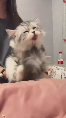 Cat core#cat#funny#fyp#foryoupage#cute