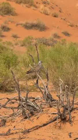 #قميريه #معشوقة_الملايين #هشتاقاتي_الترند_المشهور 