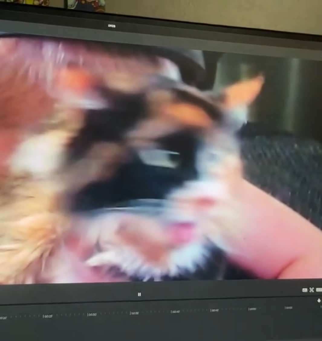 My Cat Meowing Has TGSOD #windows11 #greenscreenofdeath #computercrash #cats 